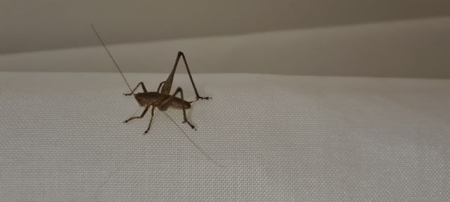 Racocleis?